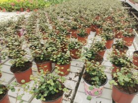 Vienmetė gėlė, miulenbekija (svyranti), vazonėlio skersmuo 17 cm.