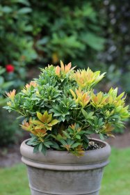 Dekoratyvinis krūmas, japoninis pieris "Sarabande", vazonas 2 l.