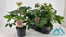 Daugiametė gėlė, eleboras "Orientalis pink", vazonėlio skersmuo 19 cm.