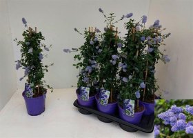 Dekoratyvinis krūmas, galvažiedė "Repens", vazonėlio skersmuo 17 cm.