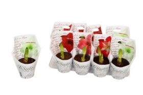 Kambarinis augalas, amarilis, įvairūs, vazonėlio skersmuo 13 cm.