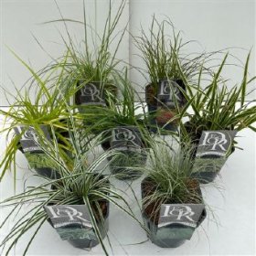 Žolinis augalas, viksva, vazono skersmuo 17 cm.