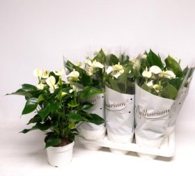 Kambarinis augalas, anturis "White Champ", vazonėlio skersmuo 17 cm.