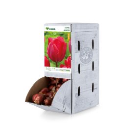 Darvino hibridinės tulpės Lady van Eijk svogūnėlis ASEJA, 1 vnt., 11/12, Rackbox, 64040711, (R)