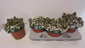 Dekoratyvinis krūmas, rudgrūdėlė visžalė, vazonėlio skersmuo 19 cm.