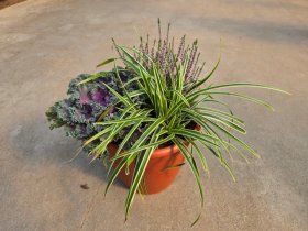 Vienmetė gėlė, rudeninių gėlių kompozicija PDB, vazonėlio skersmuo 28 cm.