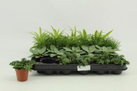 Kambarinis augalas, lapiniai augalai, įvairūs, vazonėlio skersmuo 6 cm.