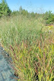 Žolinis augalas, rykštėtoji sora, įvairios, vazonas 2 l.