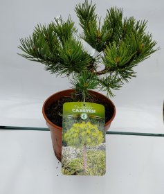 Spygliuotis, pušis "Carsten", vazonas 3 l.