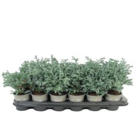 Spygliuotis, puskiparisis "Boulevard", vazonėlio skersmuo 9 cm.