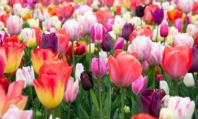 Skinta tulpė, 1 vnt.