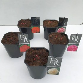 Daugiametė gėlė, bijūnas puikusis, vazonas 2 l.