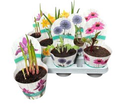 Daugiametė gėlė, įvairios, vazonėlio skersmuo 12 cm.