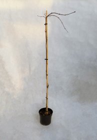 Dekoratyvinis medis, klevas plaštakinis "Garnet", aukštis 60-100 cm., vazonas 3 l.