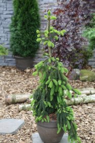 Spygliuotis, eglė paprastoji "Inversa", vazonėlio skersmuo 25 cm.