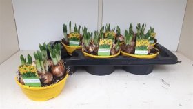 Kambarinis augalas, narcizai "Tete A Tete", vazonėlio skersmuo 16 cm.