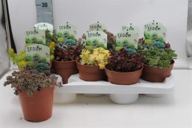 Alpinariumo augalas, šilokas, įvairūs, vazonėlio skersmuo 13 cm.