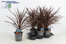 Žolinis augalas, kordilina "Red Star", vazono skersmuo 17 cm.