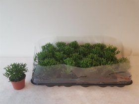 Kambarinis augalas, hatiora, vazonėlio skersmuo 6 cm.