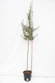 Vaismedis, kriaušė paprastoji "Silver Sail", vazonas 35 l.