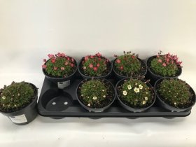 Alpinariumo augalas, uolaskėlė, vazonėlio skersmuo 13 cm.