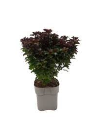 Dekoratyvinis krūmas, bugienis aštrialapis, vazonėlio skersmuo 23 cm.