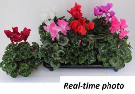 Kambarinis augalas, ciklamenas, vazonėlio skersmuo 13 cm.