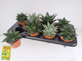 Kambarinis augalas, avortija, vazonėlio skersmuo 11 cm.