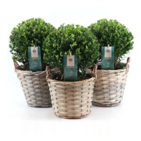 Dekoratyvinis krūmas, bugienis "Jenny", apvalus, vazonėlio skersmuo 17 cm.