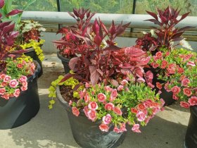 Vienmetė gėlė, penkių augalų kompozicija vazone, įvairi, vazonėlio talpa 25 l.