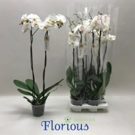 Kambarinis augalas, orchidėja (Phalaenopsis), 2 šakos, vazonėlio skersmuo 15 cm.