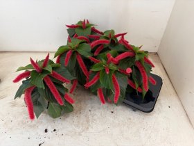 Dekoratyvinis krūmas, labravenė šeriuotoji, vazonėlio skersmuo 13 cm.