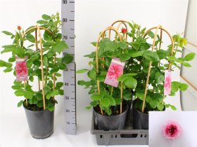 Daugiametė gėlė, bijūninė rožė, vazonėlio skersmuo 21 cm.