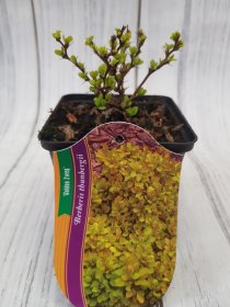 Dekoratyvinis krūmas, raugerškis tunbergo "Golden Zwerg", vazonėlio skersmuo 9 cm.