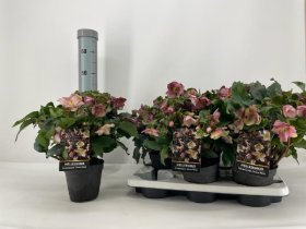 Daugiametė gėlė, eleboras "Ice R Ear", vazonėlio skersmuo 15 cm.