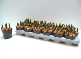 Daugiametė gėlė, žydrė "Blue Magic", vazonėlio skersmuo 9 cm.