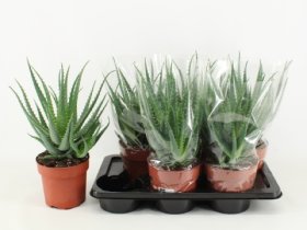 Kambarinis augalas, alavijas "Arborescens", vazonėlio skersmuo 17 cm.