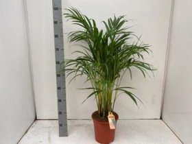 Kambarinis augalas, dipsis, vazonėlio skersmuo 21 cm.