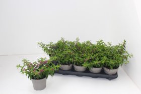 Vienmetė gėlė, kuprutė "Hyssopifolia", vazonėlio skersmuo 12 cm.