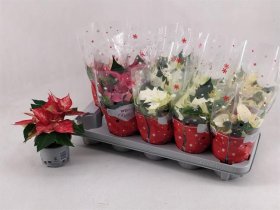 Kambarinis augalas, puansetija, įvairių spalvų, vazonėlio skersmuo 12 cm.