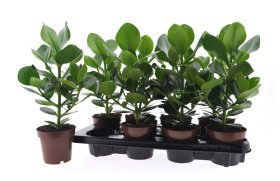 Kambarinis augalas, kluzija (Clusia) "Ro Princess", vazonėlio skersmuo 12 cm.