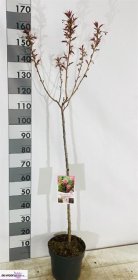 Dekoratyvinis medis, sakura "Serrulata", vazonėlio skersmuo 26 cm.