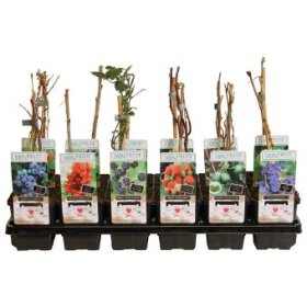 Vaiskrūmis, vazonėlio skersmuo 9 cm.