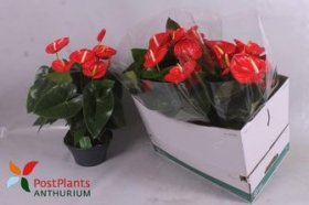 Kambarinis augalas, anturis "Valera", vazonėlio skersmuo 23 cm.