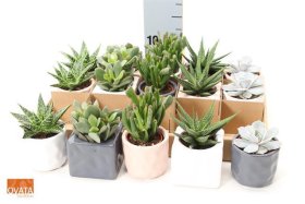 Kambarinis augalas, sukulentas, vazonėlio skersmuo 7 cm.