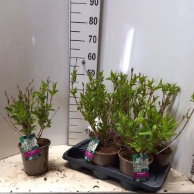 Dekoratyvinis krūmas, veigelė gražiažiedė, vazonėlio skersmuo 17 cm.