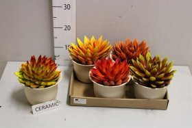 Kambarinis augalas, kalvorė "Miranda", vazono skersmuo 12 cm.