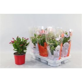 Kambarinis augalas, plokštenis, vazonėlio skersmuo 13 cm.