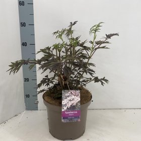 Dekoratyvinis krūmas, šeivamedis juoduogis "Black Lace", vazonėlio skersmuo 23 cm.