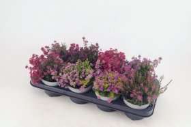 Vienmetė gėlė, erika, įvairi, vazonėlio skersmuo 12 cm.